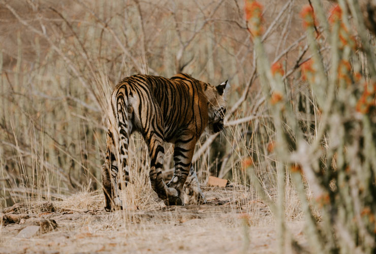 Ranthambore National Park