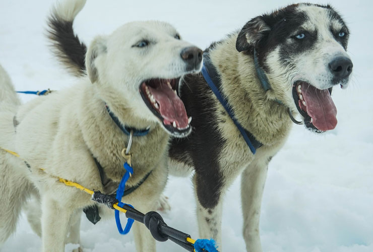 Dog Sledding