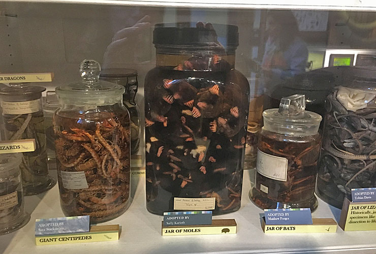 Grant Museum Of Zoology