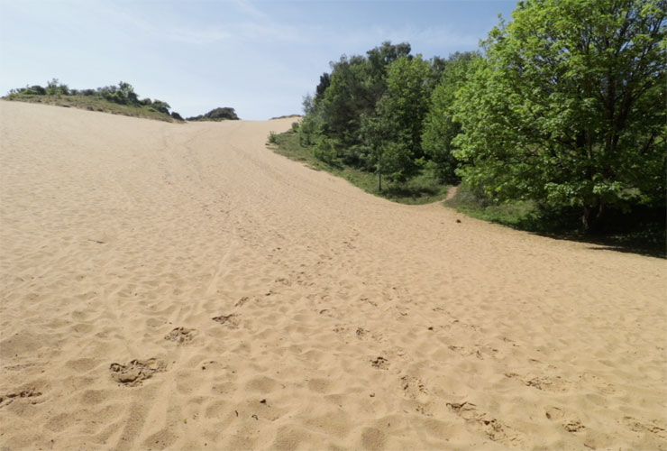 Merthyr Mawr Dunes