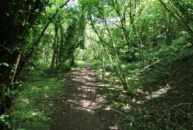 Walking In The Woods
