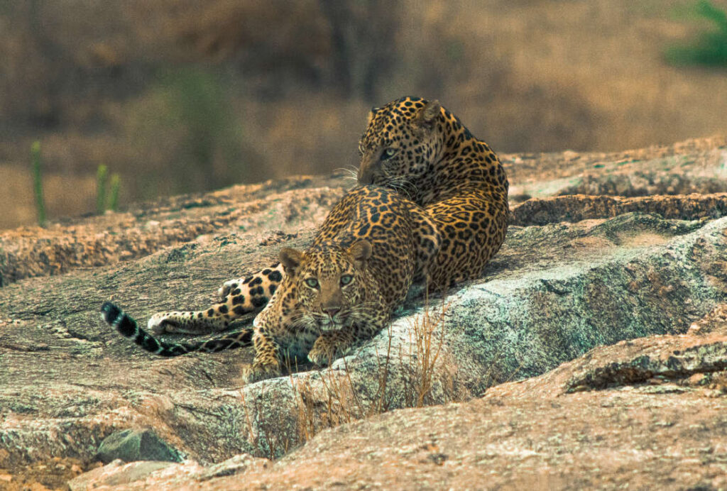 Leopards, Jawai Rajasthan