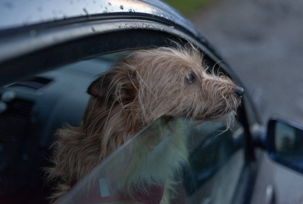 Dog In Car
