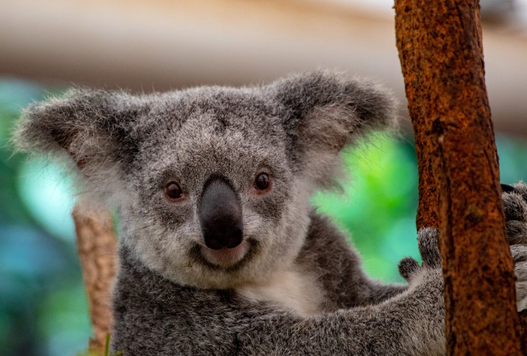 Koala Bear Australia