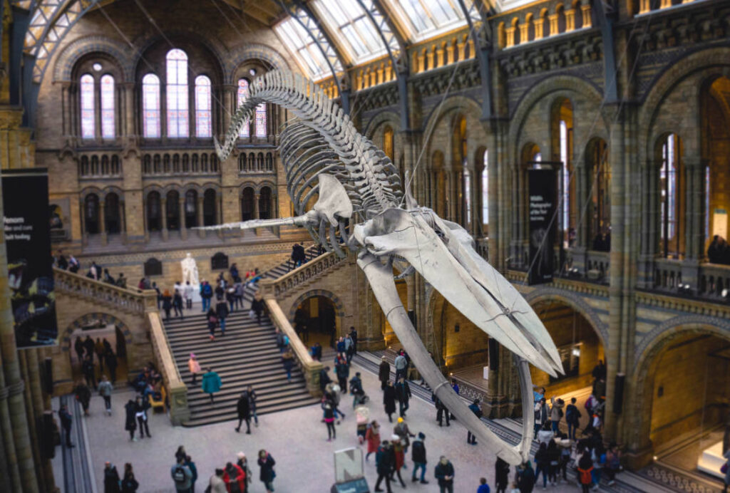 National History Museum